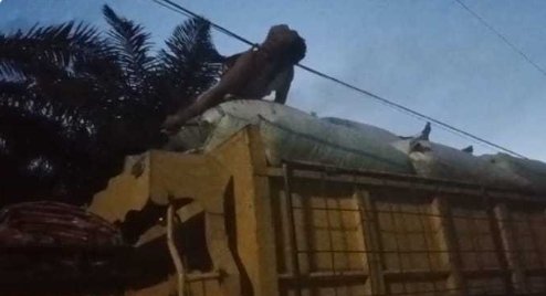 Supir dan Kernet Truk Angkutan Padi Tewas Tersengat Arus Listrik