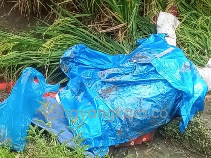 Wanita Karyawan Koperasi Kredit, Tewas Disambar Ular Besi Saat Melintas di Sei Buluh, Serdang Bedagai.