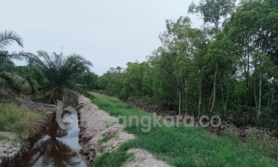 Diduga Hutan Mangrove Desa Sei Tempurung, Asahan Diramba Secara Ilegal. 
