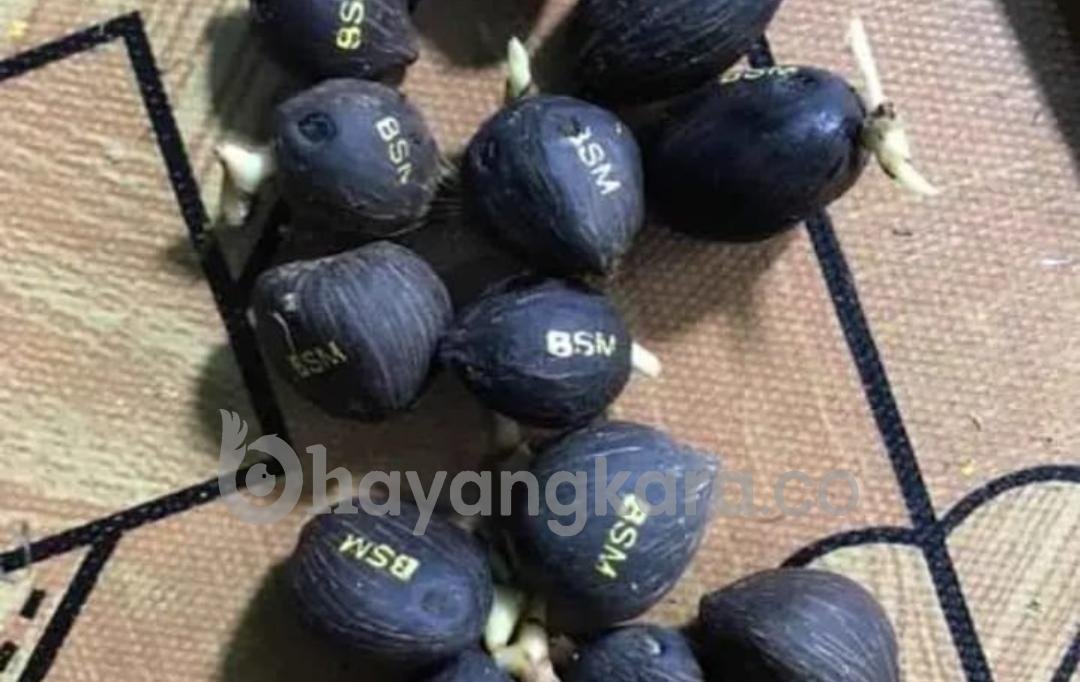 Diduga Pengiriman Kecambah Kelapa Sawit Ilegal Asal Batu Bara Ke Riau Jadi Buah Bibir Warga.