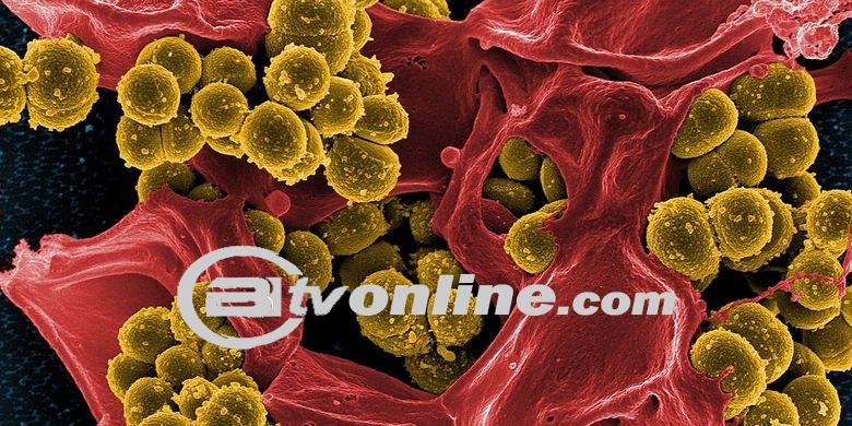 BPOM Prediksi 10 Juta Kematian Akibat Resistensi Antimikroba