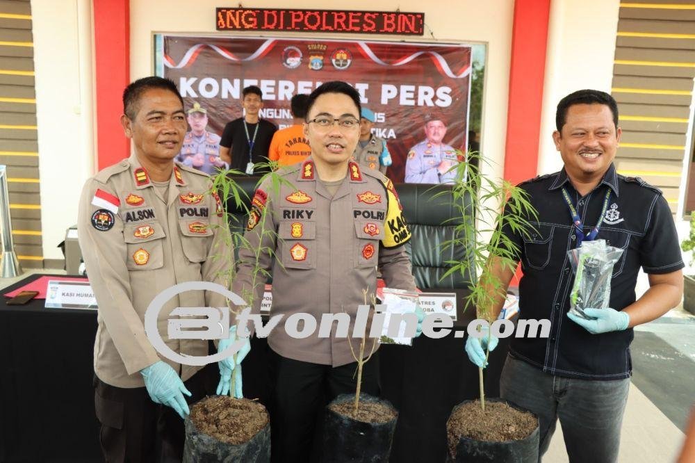 Polisi di Bintan Berhasil Tangkap Pelaku Budidaya Ganja!