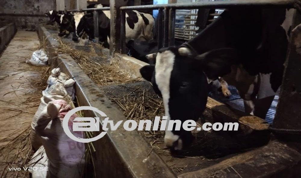 Menjadi Jutawan Dengan “Emas Hijau” , Kisah Sukses Rozali Mengubah Kotoran Sapi Menjadi Pundi-pundi Rupiah