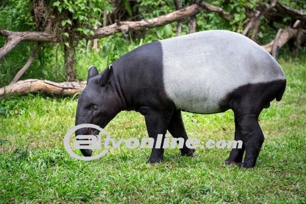 Tapir Sumatra, Satu-satunya Punya Warna Hitam Putih di Dunia: Keunikan dan Ancaman Terhadap Spesies Ikonik