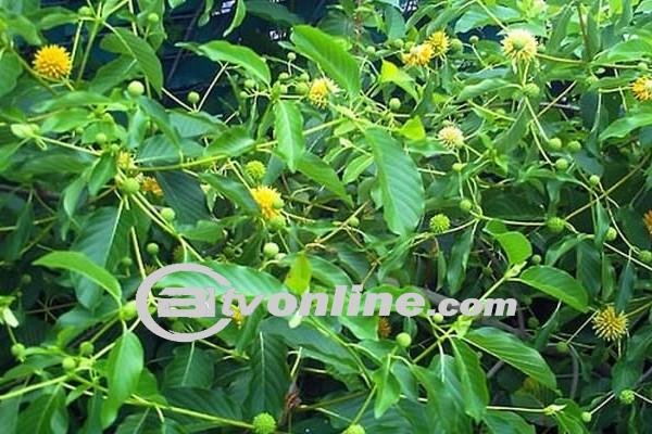 Jokowi Perintahkan Kemendag Regulasi Perdagangan Kratom Untuk Keamanan dan Kualitas Produk