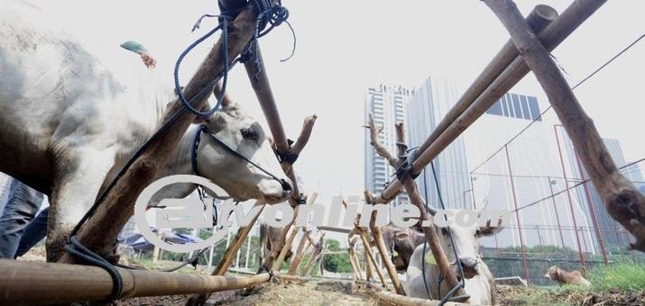 Siapa yang Berhak? Inilah 3 Golongan Penerima Daging Kurban Pada Idul Adha 1445 H