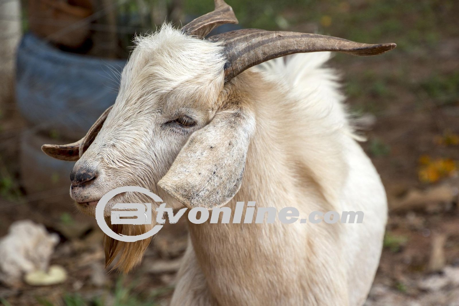 Batas Waktu Penyembelihan dan Pembagian Daging Kurban Menurut SE Menag 3/2024