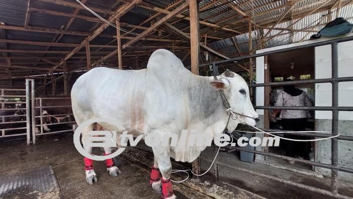 Sumbangan Presiden Jokowi: Sapi Kurban 850 Kg Untuk Masjid Perjuangan 45 Medan