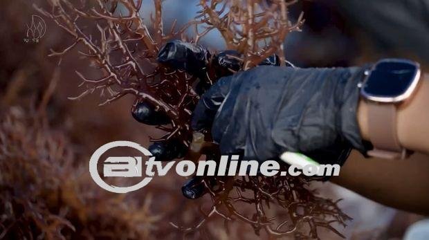 Industri Rumput Laut Mangkrak, Kemenperin Bergerak dengan Program Restrukturisasi