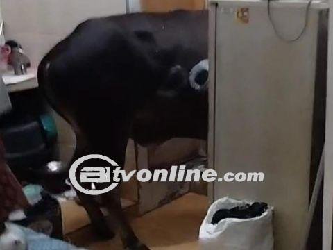 Sapi Kurban Melarikan Diri dan Masuk ke Dalam Rumah Warga di Jakut?!