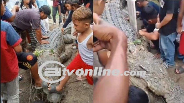 Warga Kampung Masjid Tangkap Buaya Muara 4 Meter, Viral di Media Sosial