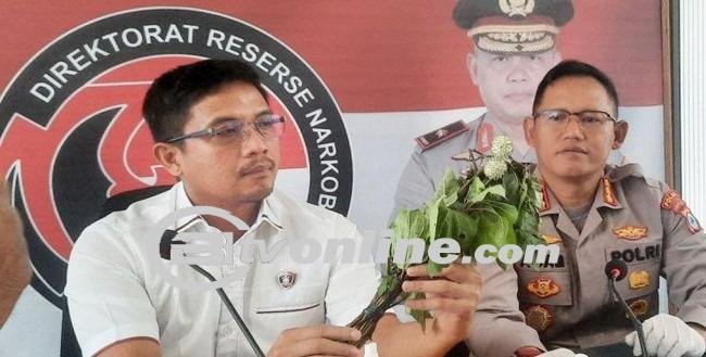 47 Remaja di Banjarmasin Masuk RSJ Akibat Tanaman Kecubung, Ditresnarkoba Polda Kalsel Tunggu Hasil Uji Labfor
