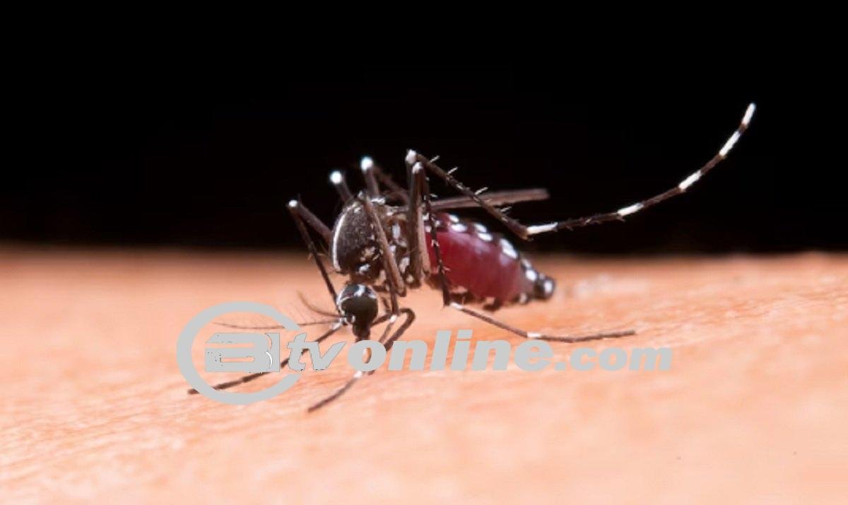 Waspada Demam Berdarah Dengue: Pentingnya Pencegahan dan Vaksinasi untuk Menghindari Risiko Parah