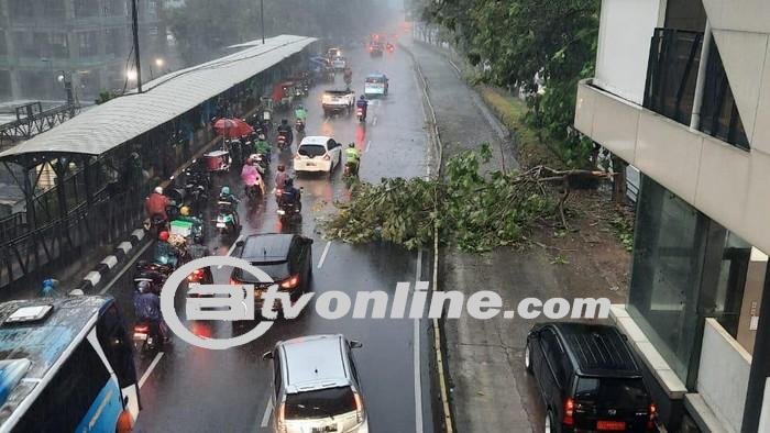 Badai Hantam Jakarta: Pohon Tumbang di Jalan MT Haryono Menyebabkan Kepadatan Lalu Lintas
