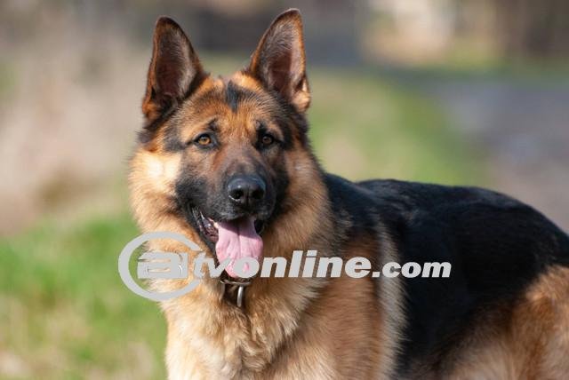 Anjing German Shepherd yang Menggigit Warga di Semarang Disuntik Mati Setelah Kesepakatan Warga
