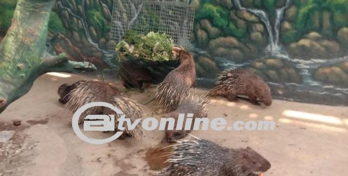 Landak Jawa: Fakta Menarik dan Risiko Hukum Bagi Pemilik Satwa Dilindungi