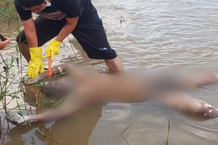 Penemuan Mayat di Sungai Aek Sigeaon, Polisi Selidiki Kasus Misterius di Kabupaten Tapanuli Utara