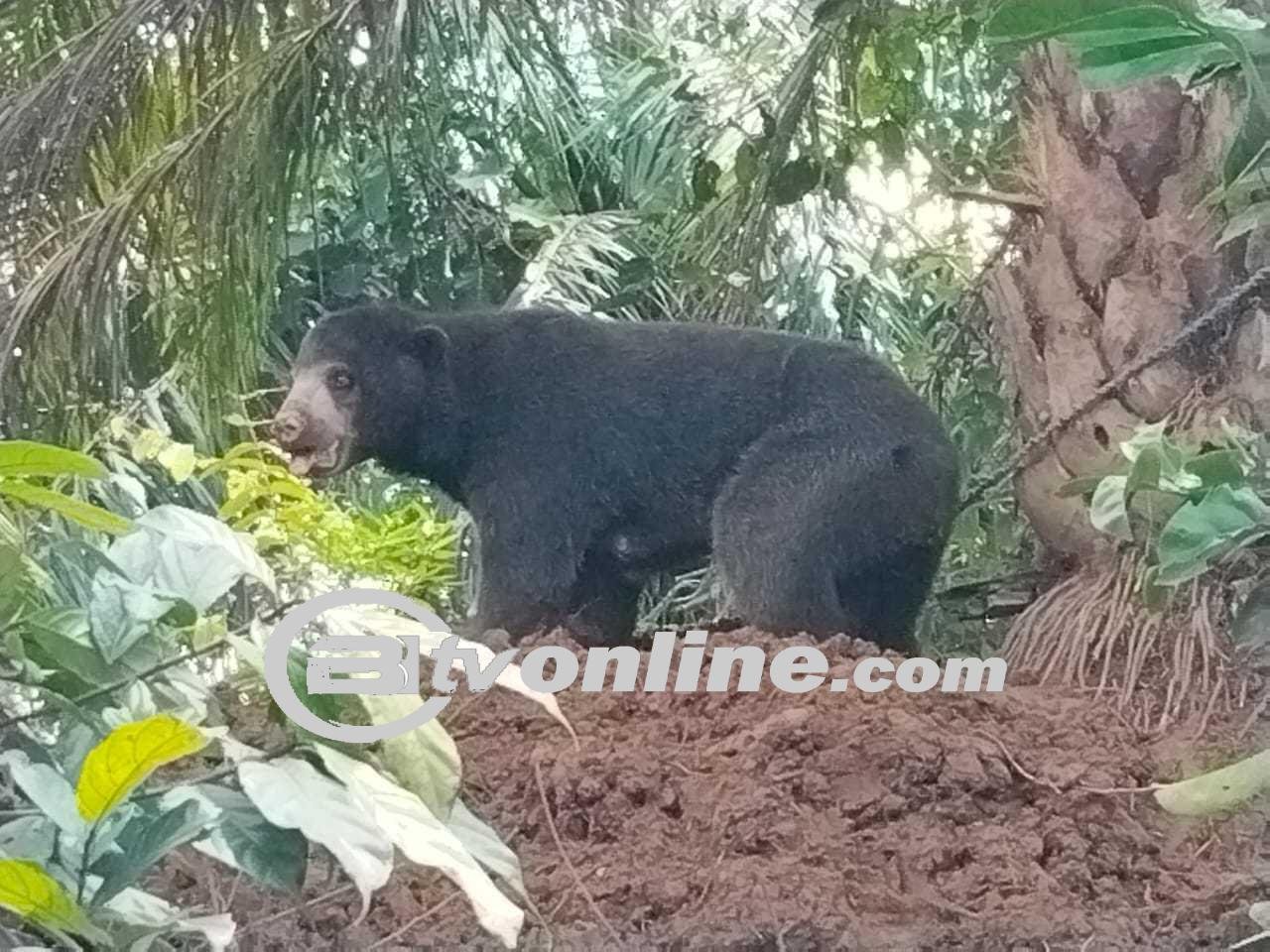 Beruang Madu Hercules Kembali ke Alam Liar di Taman Nasional Gunung Leuser