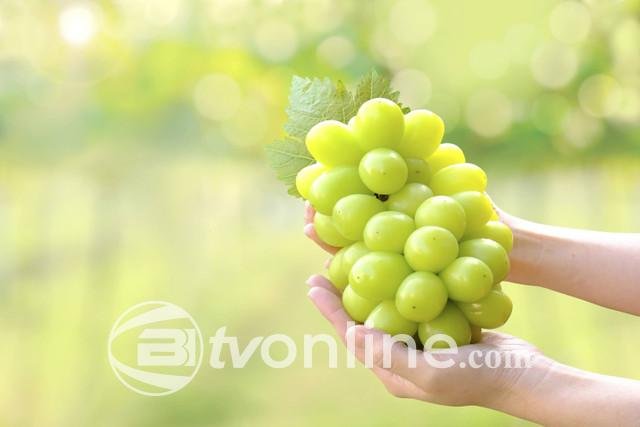 Anggur Shine Muscat Diperiksa Ketat di Indonesia Setelah Temuan Residu Berbahaya di Thailand