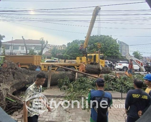 Pohon Besar Tumbang di Jalan Putri Hijau, Dua Orang Terluka!