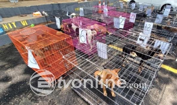 Polresta Banyumas Selamatkan Puluhan Anjing dari Penjualan Ilegal