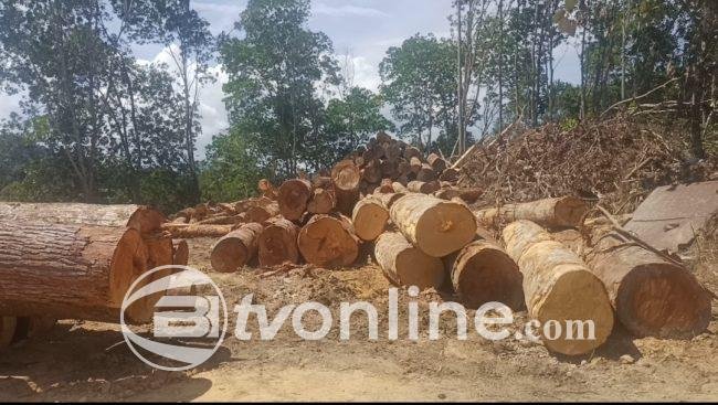 Diduga Gunakan Kayu Ilegal, UD Rahmat di Simpang Tanjung Balai Jadi Sorotan: Di Mana Penegakan Hukum?