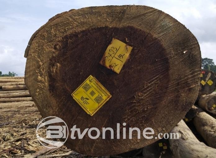 Kayu Ilegal Merajalela: Ancaman Serius bagi Ekosistem dan Hukum yang Diabaikan