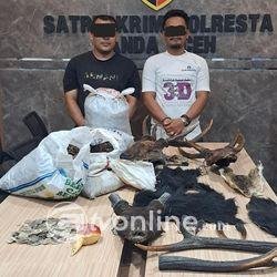 Polisi Tangkap Dua Penjual Organ Satwa Dilindungi di Aceh, Sisik Trenggiling hingga Tanduk Rusa Disita