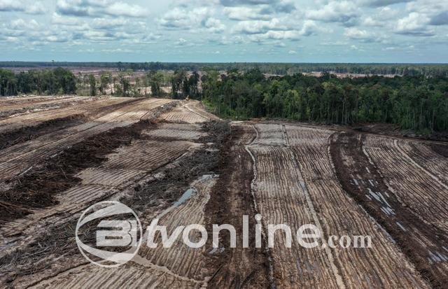 Presiden Prabowo Tugaskan Sumitomo Forestry Pulihkan Lahan Bekas Food Estate