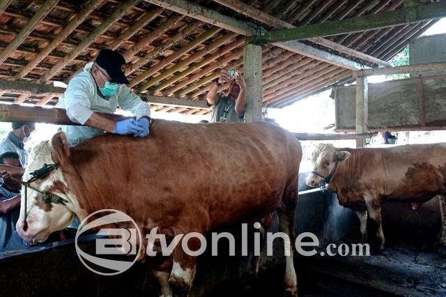 Pemda DIY Terima 11.000 Dosis Vaksin PMK, Kebutuhan Masih Kurang 100.000 Dosis