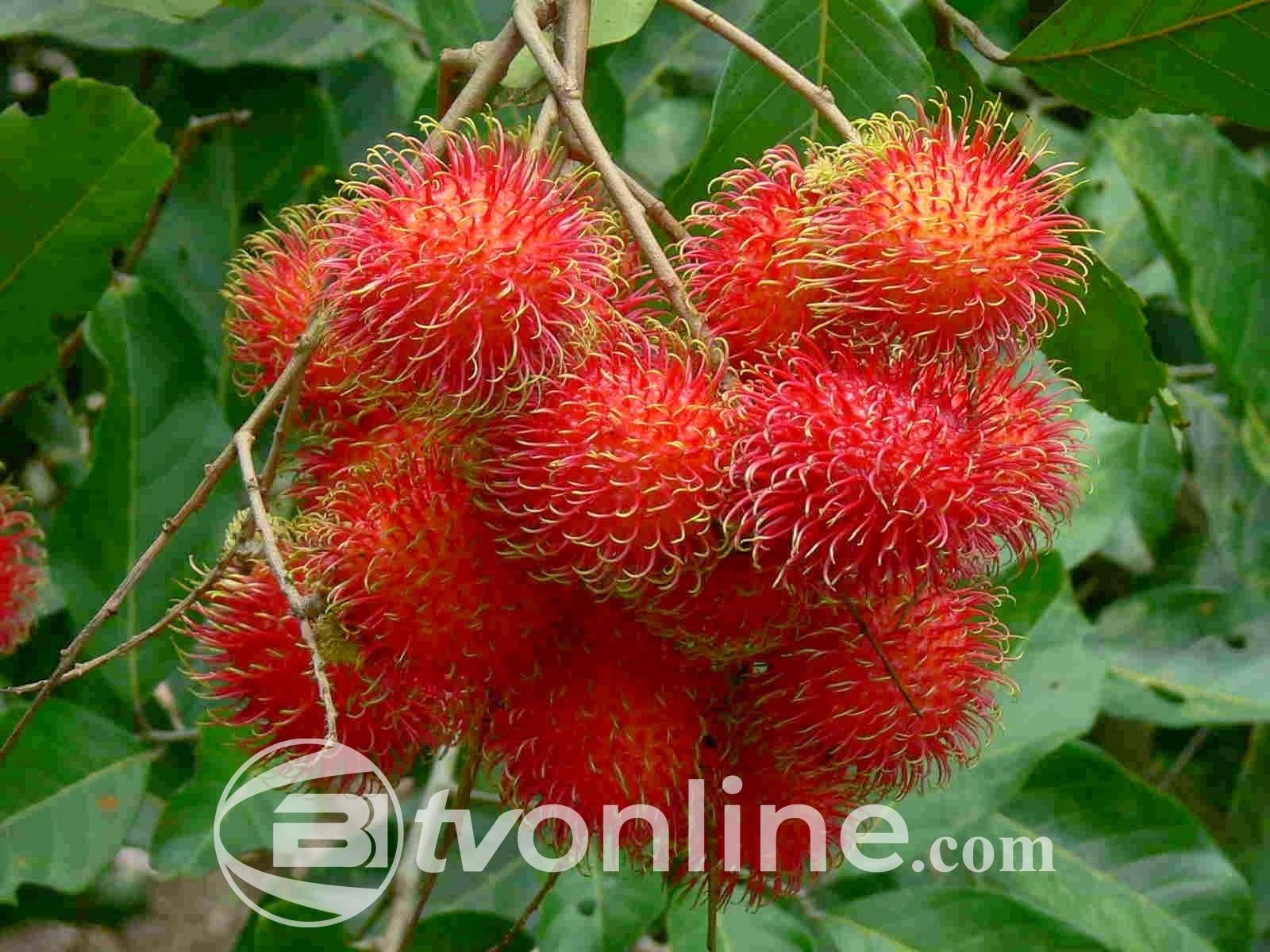 Manfaat Rambutan untuk Kesehatan: Buah Tropis yang Mendukung Pengelolaan Diabetes