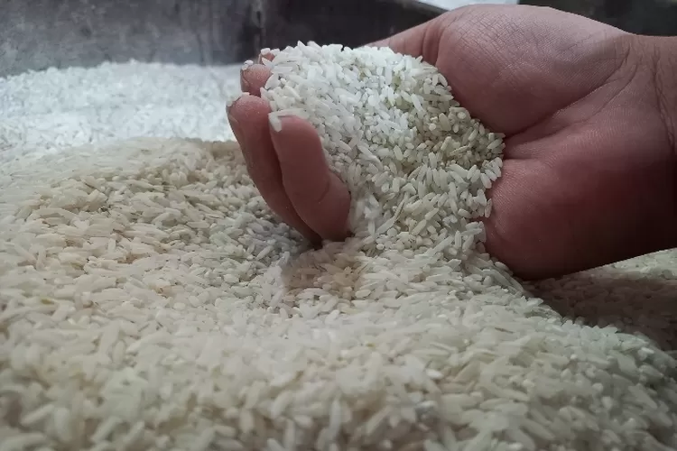 Harga Beras Turun ke Rp 12.000/Kg, Mentan: Produksi Padi Naik 50%