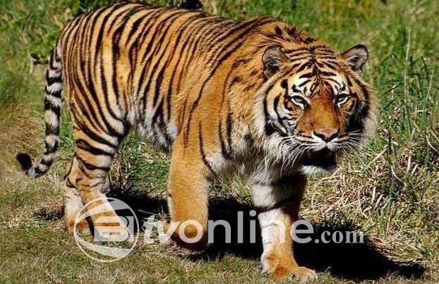 Satgas Konflik Satwa Tidak Akan Tangkap Harimau yang Mangsa Petani di Lampung