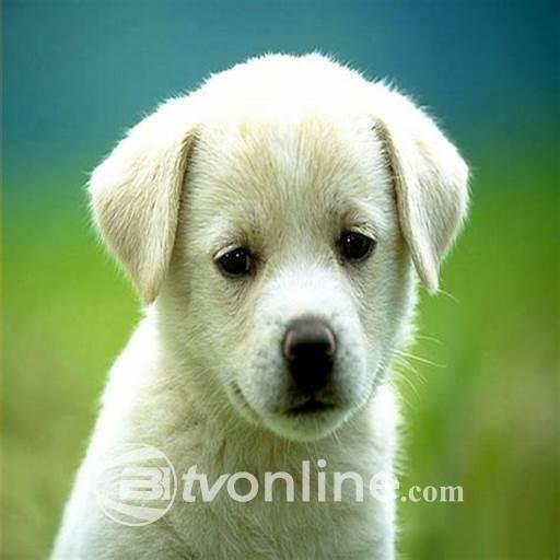 Pudding, Anjing Setia yang Menunggu Pemiliknya Setelah Kecelakaan Pesawat Jeju Air