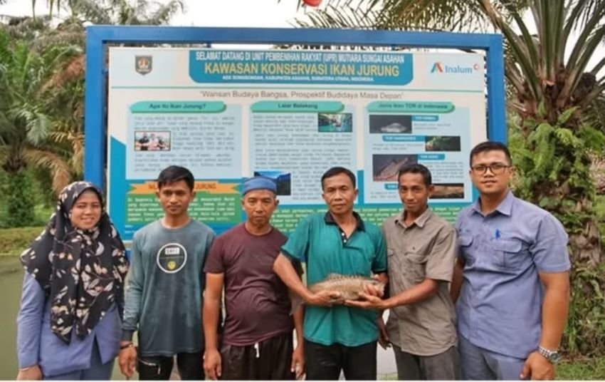 INALUM Dukung Pelestarian Ikan Jurung di Sungai Asahan melalui Program Restocking