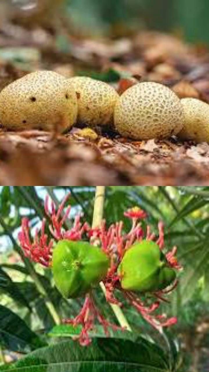 Lima Bocah di Cianjur Keracunan Buah Betadin, Enam Korban Keracunan Jamur Tangkil di RSUD Sayang Cianjur