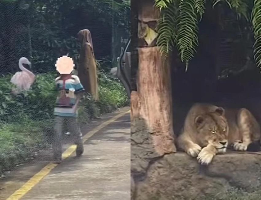 Viral! Keluarga Nekat Keluar dari Mobil di Taman Safari, Ini Pentingnya Mengajarkan Anak Patuh Aturan