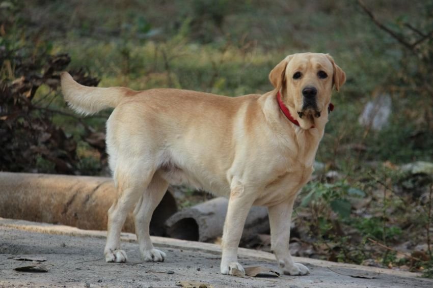 Mengapa Anjing Takut pada Sapu Lidi? Ini Penjelasannya