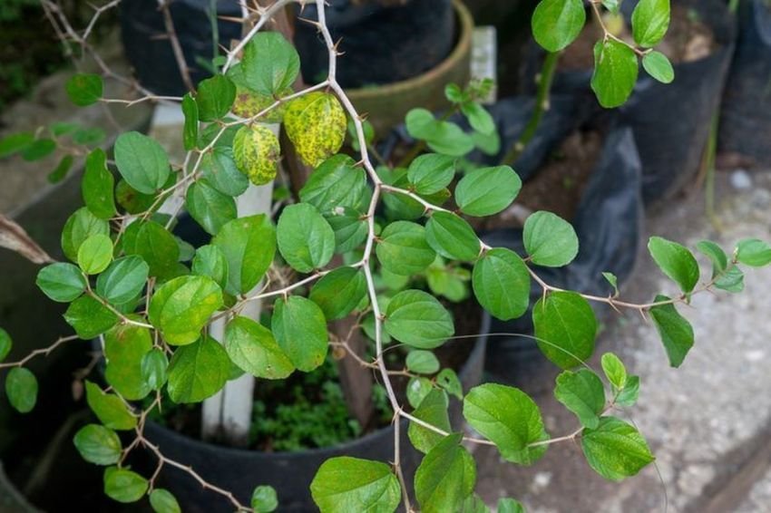 Manfaat Daun Bidara untuk Kesehatan: Dari Meningkatkan Nafsu Makan Hingga Mengatasi Luka Bakar Ringan