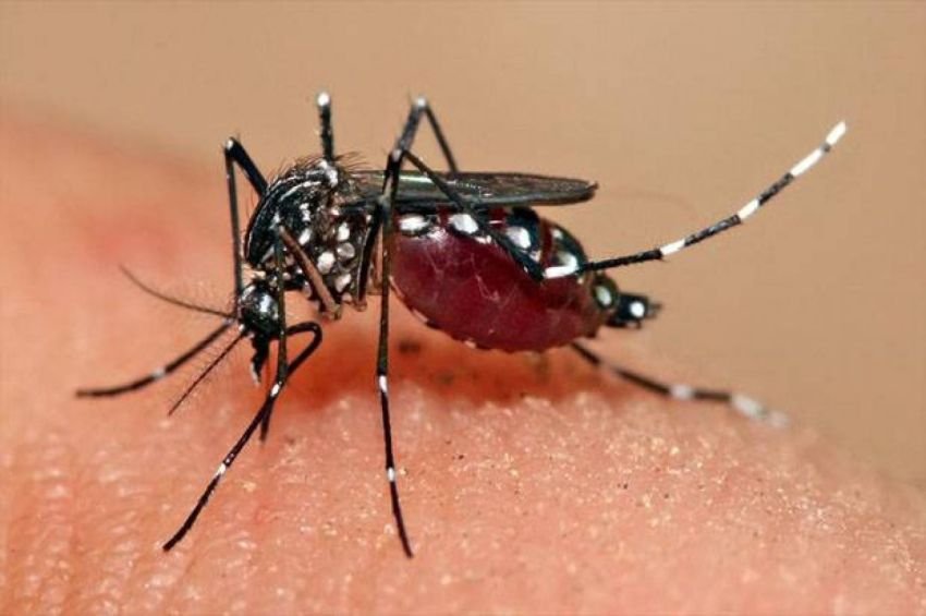 Kemenkes Imbau Waspadai Penyebaran Demam Berdarah Dengue (DBD) Selama Musim Hujan