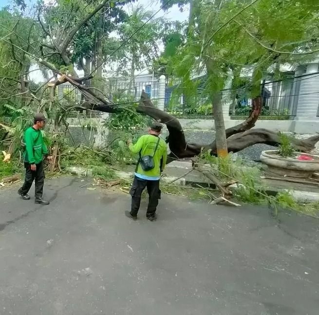 Pohon Flamboyan Tumbang di Jalan Kalileo 4, Tiga Mobil Rusak di Jakarta Pusat