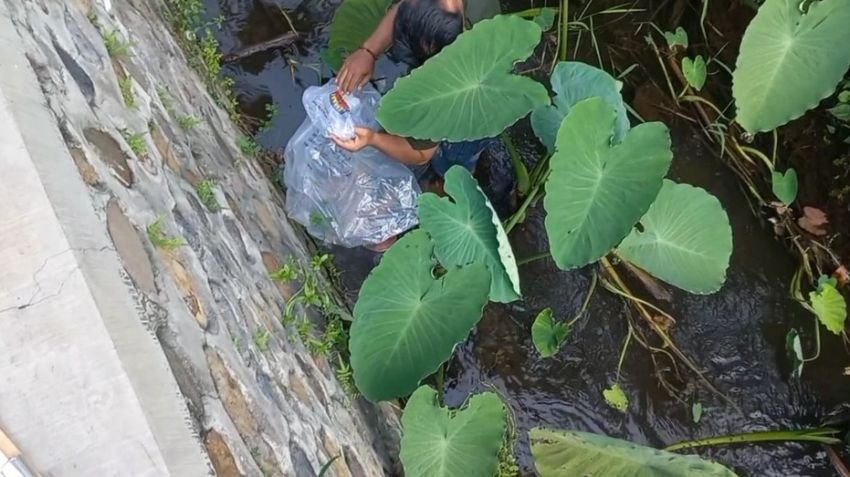 Mayat Bayi Ditemukan Mengambang di Sungai Probolinggo, Didorong Biawak