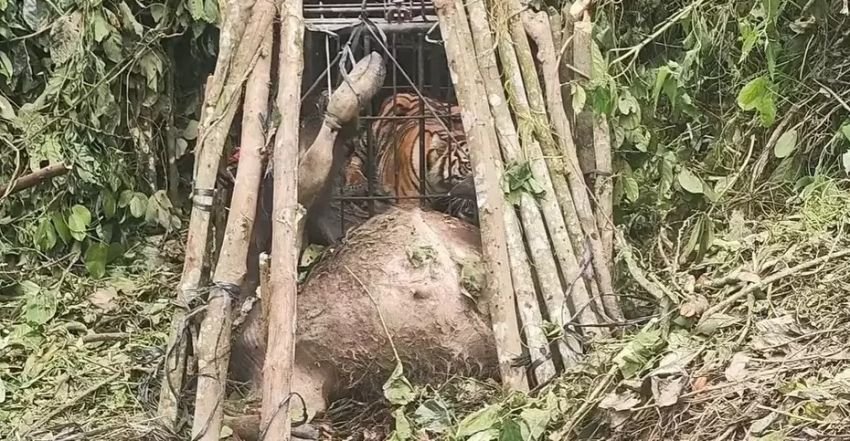 Harimau Sumatera Betina Dievakuasi Setelah Masuk Kandang Jebak di Agam, Sumbar!