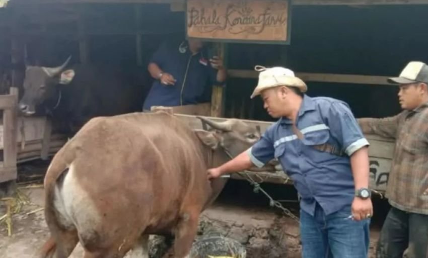 Penyebaran Virus Jembrana di Rejang Lebong, Dinas Pertanian Siapkan Tindakan Darurat