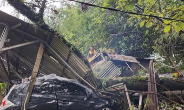 Pohon Tumbang Timpa Mobil dan Rumah di Bogor Akibat Hujan Deras dan Angin Kencang