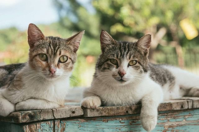 Cangkang Telur Ampuh Usir Kucing Liar yang Sering Mengganggu di Halaman Rumah?