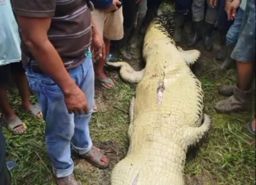 Pria Tewas Diterkam Buaya Saat Memancing di Sungai Pelogor, Kutai Timur