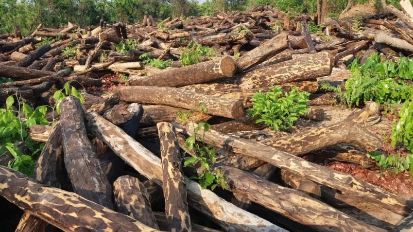 Diduga Ilegal, Aktivitas Pengambilan Kayu Log di Parbuluan V Tuai Sorotan