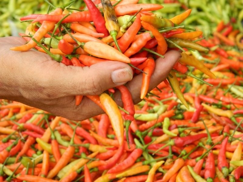 Bapanas Akui Ketidakstabilan Harga Cabai Rawit Merah, Lakukan Berbagai Upaya Pengendalian
