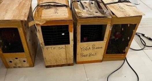 Empat Ekor Ayam Jantan Berkokok Saat Konferensi Pers Kasus Sabung Ayam di Polda Lampung